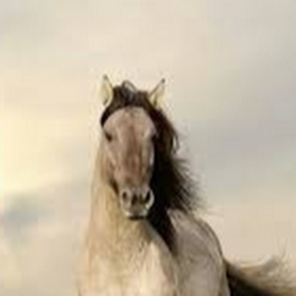 Meet your Posher, Martica - Picture 1 of 1